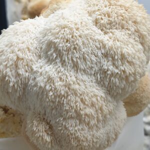 רעמת האריה (הריסיום) פטריות טריות  - 100 גרם