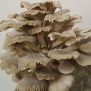 פטריות טריות