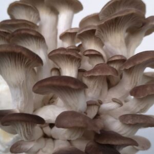 צדף כחול<br /> ערכת גידול ביתית