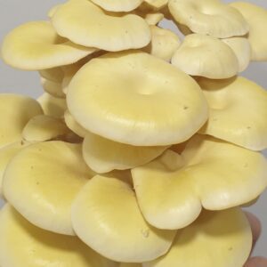 פטריות צדף צהובות טריות - 100 גרם