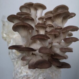 ערכות גידול פטריות