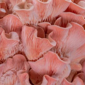 צדף ורוד - מזרע