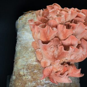 צדף ורוד <br />ערכת גידול ביתית