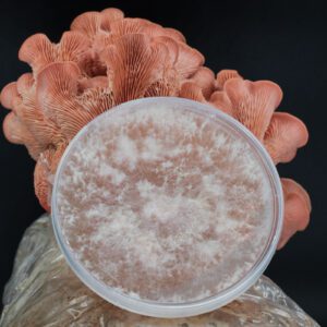 צדף ורוד - תרבית נוזלית