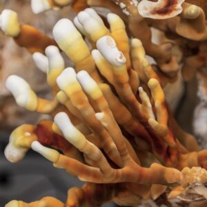 פטריות מרפא